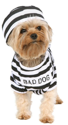 Prisoner Dog Costume