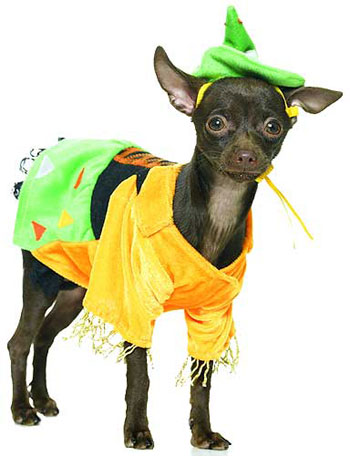 Scarecrow Dog Costume