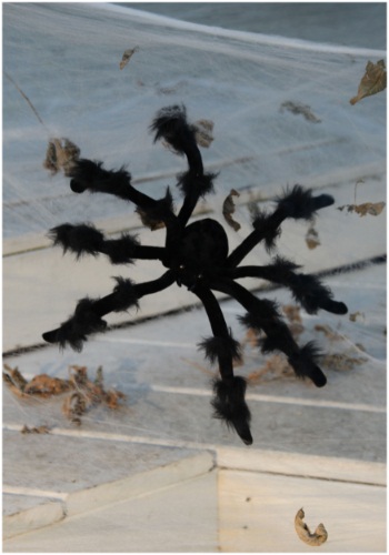 Black 20 inch Poseable Spider Spider Halloween Decorations
