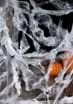 Spider Web with Spiders