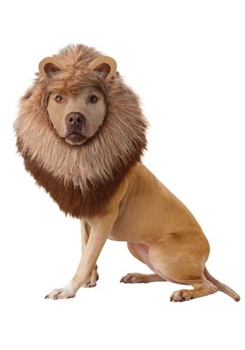 Lion Pet Costume By: California Costume Collection for the 2022 Costume season.