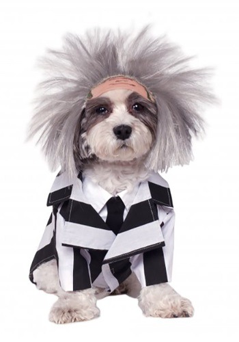 Beetlejuice Pet Costume By: Rubies Costume Co. Inc for the 2022 Costume season.