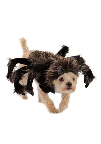 unknown Tarantula Dog Costume