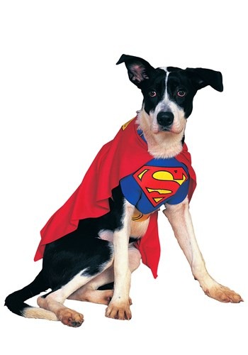 Superman Dog Costume