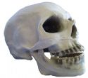 Skull with Moving Jaw