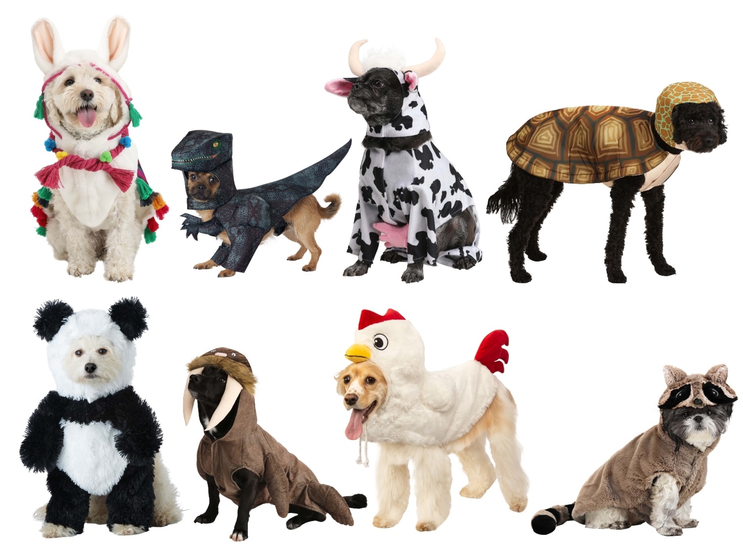 Picture Perfect Pet Costumes to Treat Your Furry Friends [Costume Guide