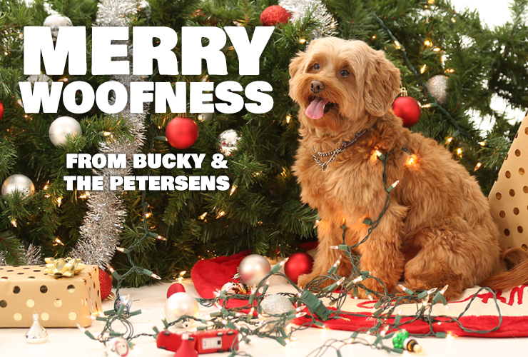 family christmas card ideas with dog