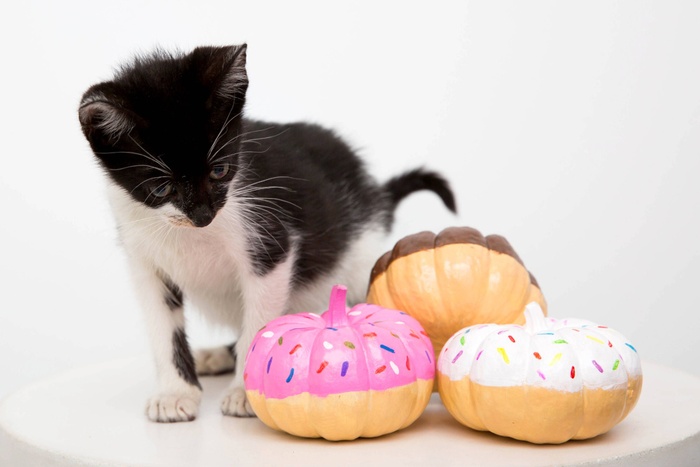 Painted Donut Mini Pumpkins