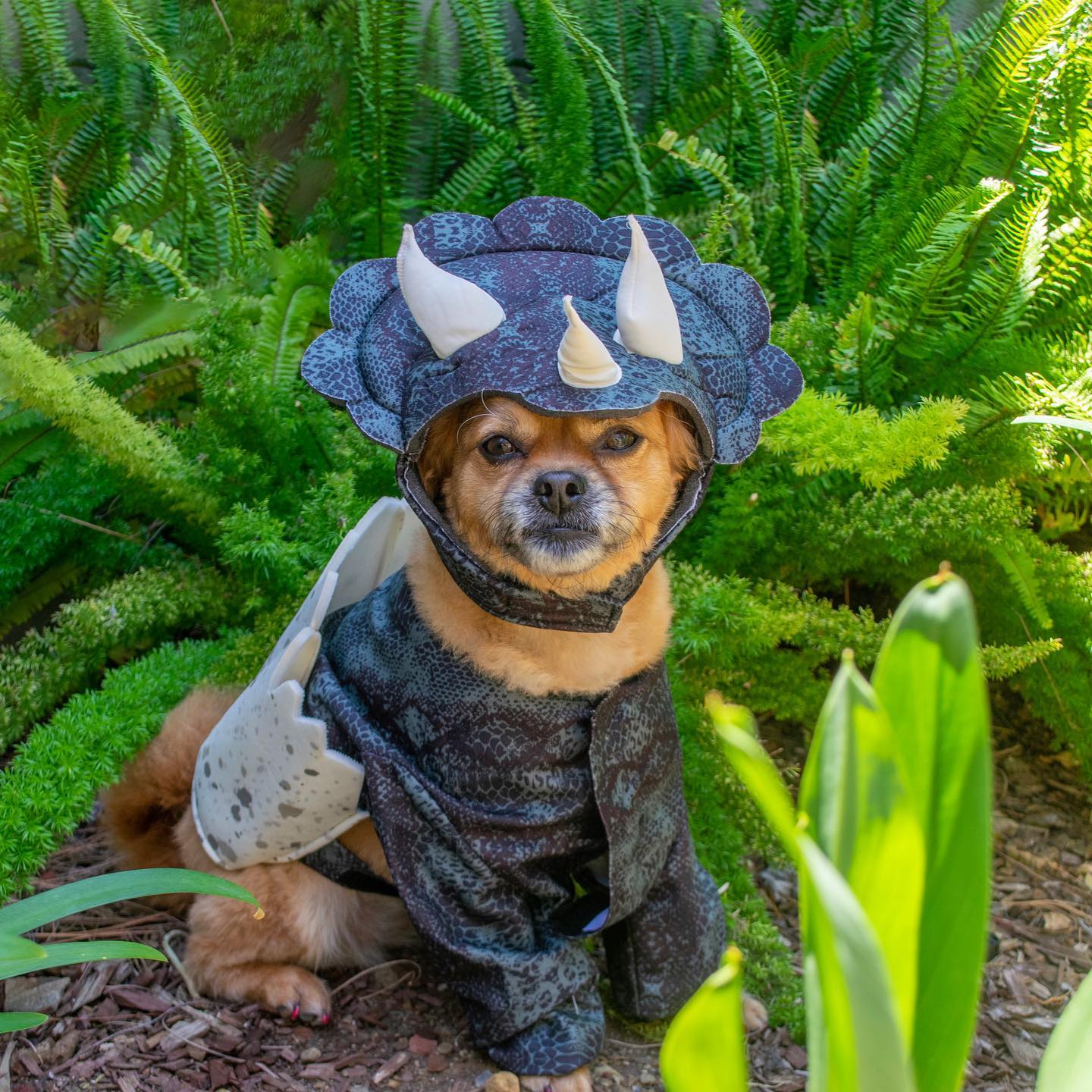 Triceratops Dog Costume