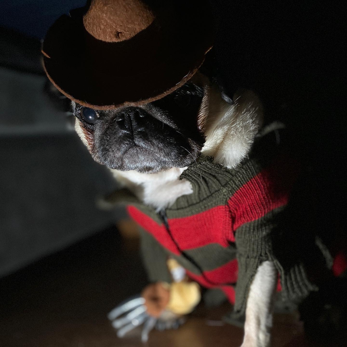 Freddy Krueger Dog Costume