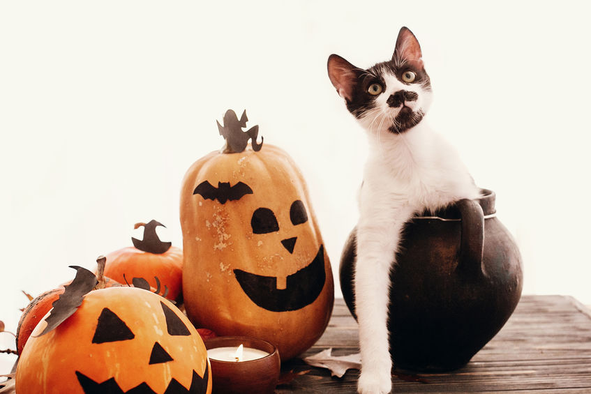 Cat and Halloween Decorations