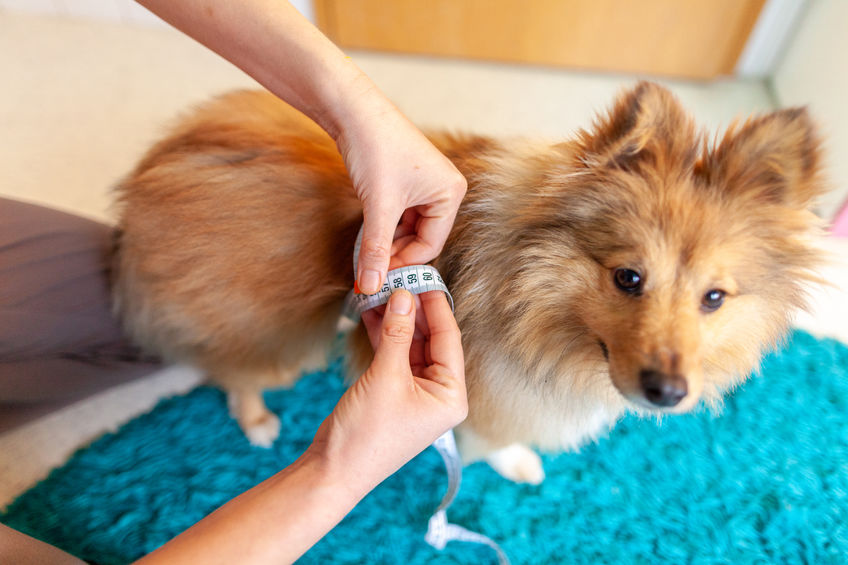 Measuring Your Dog