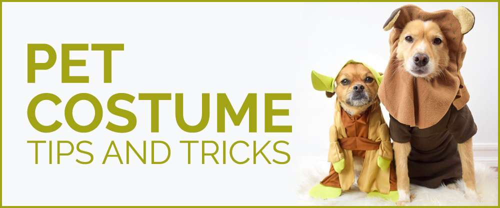 Pet Costume Tips and Tricks