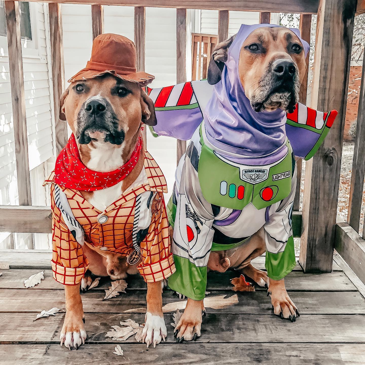 Woody and buzz dog hot sale costumes