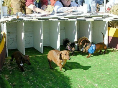 mardi gras weiner dog race