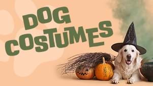 Quiz: What's the Perfect Halloween Costume for Your Dog?