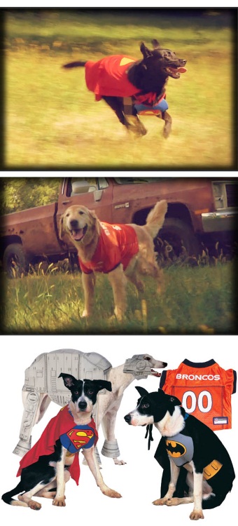 Large Dog Costume Ideas