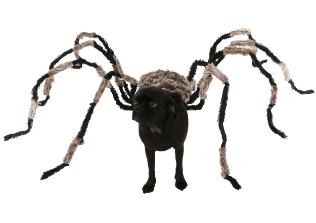 Black Widow Spider Costume Diy : How To Make Giant Halloween Spiders 23 ...