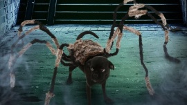 DIY Spider Dog Costume - HalloweenCostumes.com Blog