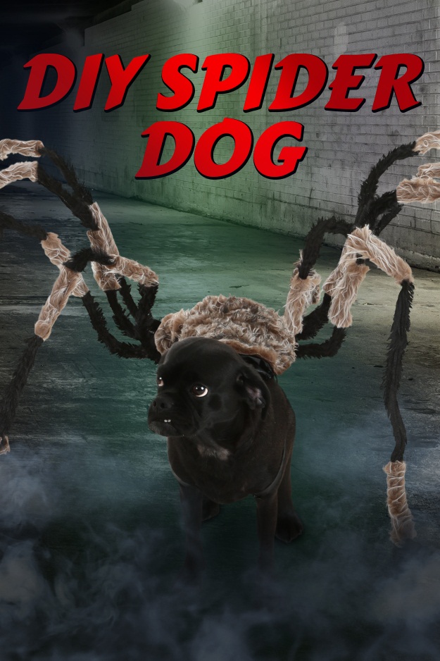 Spider Dog Halloween Costume tutorial