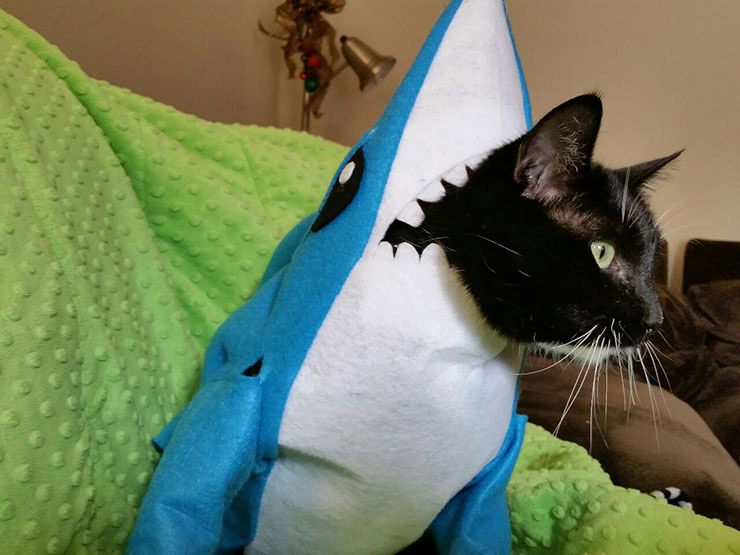 Left Shark costume for 2015 Left Shark costume for 2015