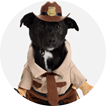 Pet Costumes