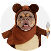 Pet Star Wars Costumes