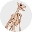 Skeleton Animals