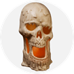 Skulls