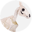 Skeletons
