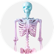 Skeletons