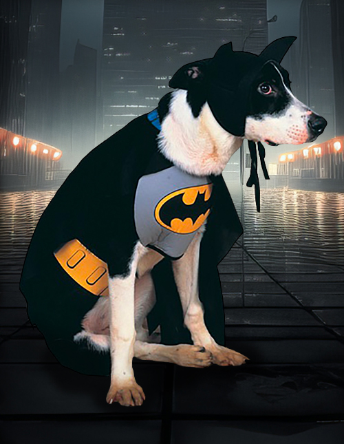 Batman Dog Costume