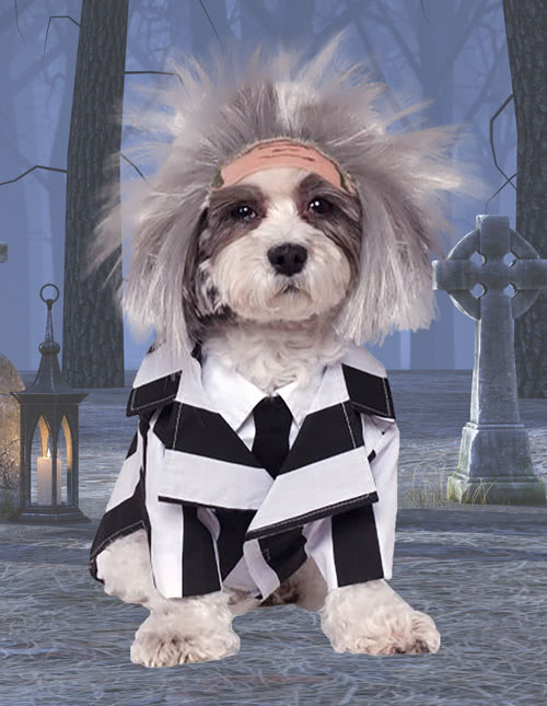 Beetlejuice Dog Costume