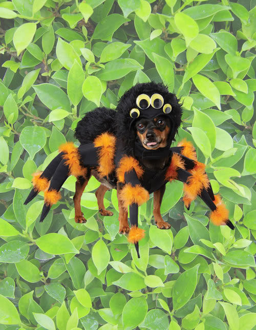 Dog Spider Costume Dog Spider Costume
