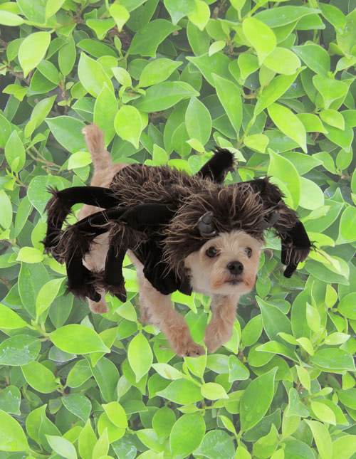 Tarantula Spider Costume for Dogs Tarantula Spider Costume for Dogs