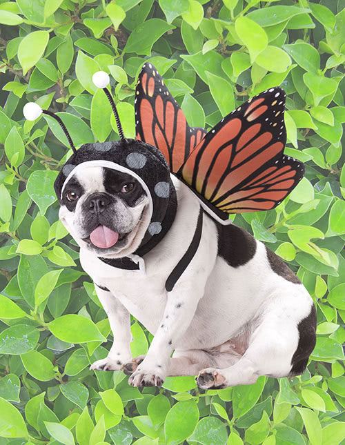Pet Butterfly Costume Pet Butterfly Costume