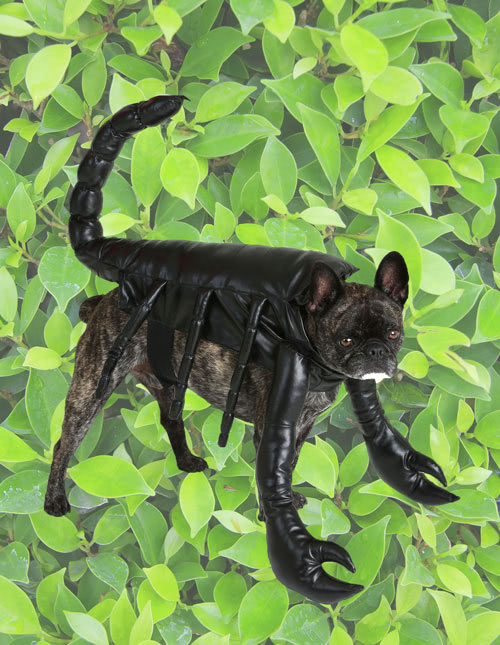 Scorpion Dog Costume