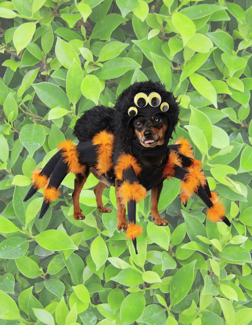 Dog Spider Costume