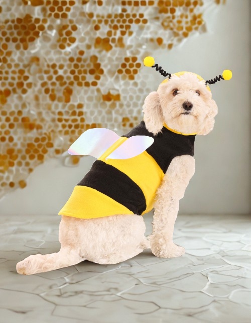 Dog bumble bee costume Dog bumble bee costume