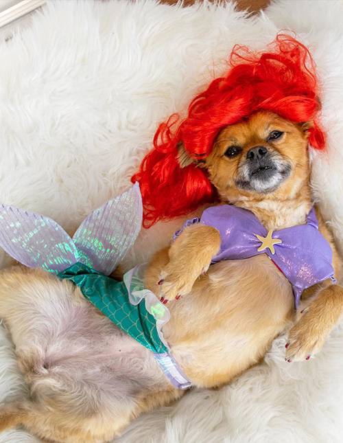 Disney Princess Dog Costume