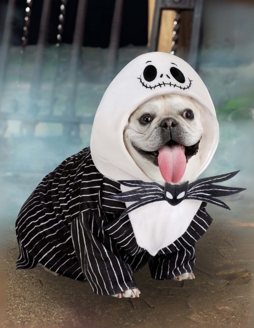 Jack Skellington Pet Costume