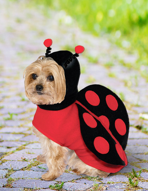 Ladybug Dog Costume