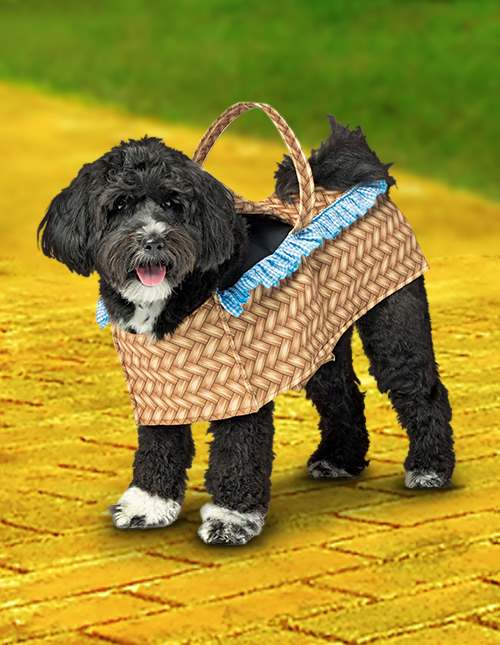 Toto Costume