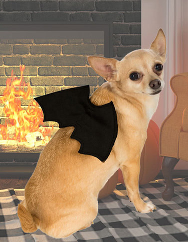 Cat Bat Wings Cat Bat Wings