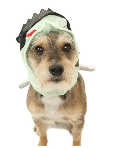 Head Piece Attached Head Piece Attached