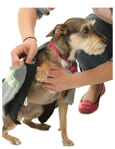 One Paw In One Paw In