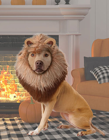 Lion Mane for Dogs Lion Mane for Dogs