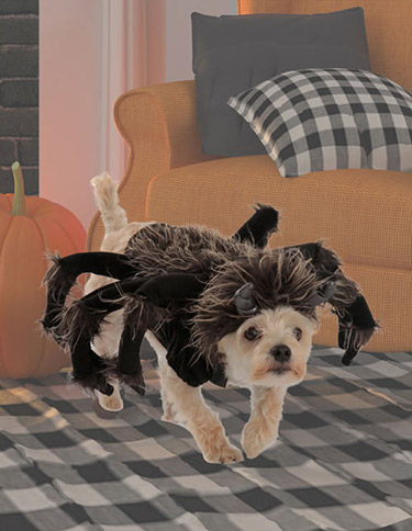 Dog Spider Costume Dog Spider Costume
