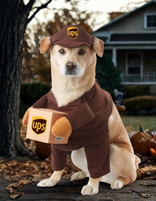 UPS Dog Costume UPS Dog Costume