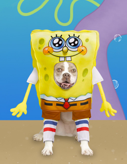 SpongeBob Dog Costumes